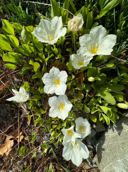 Nierembergia Flower seeds for Planting Wildflower Mix Heirloom & GMO Free Seeds for Home Garden