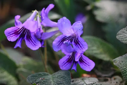 Cape Primrose Flower seeds for Planting Seasonal Bloomer Heirloom & GMO Free Seeds for Home Garden