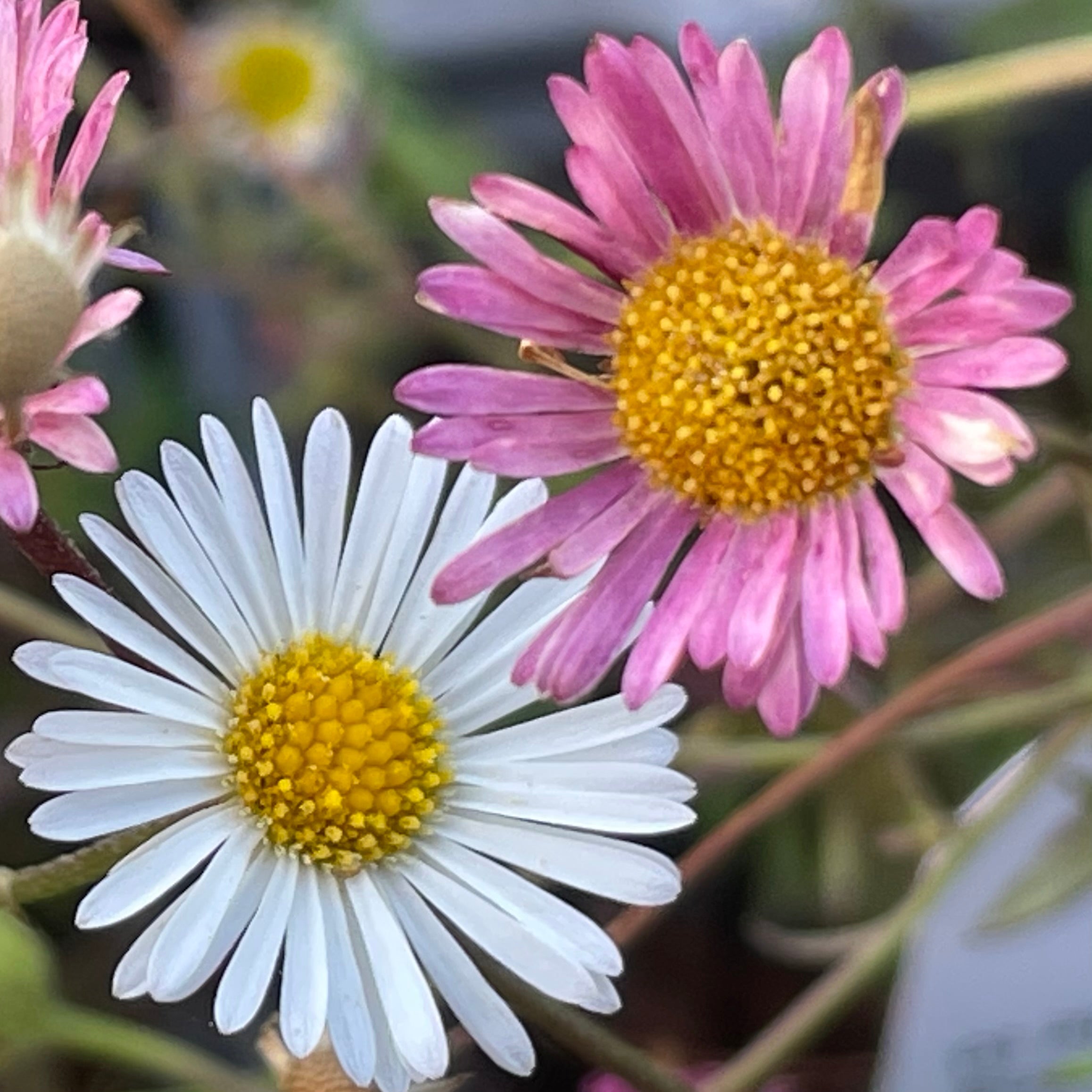 Premium Pink White Karvinskianus Flower seeds for Planting Perfect for Borders, Heirloom & GMO Free Seeds for Home Garden seeds