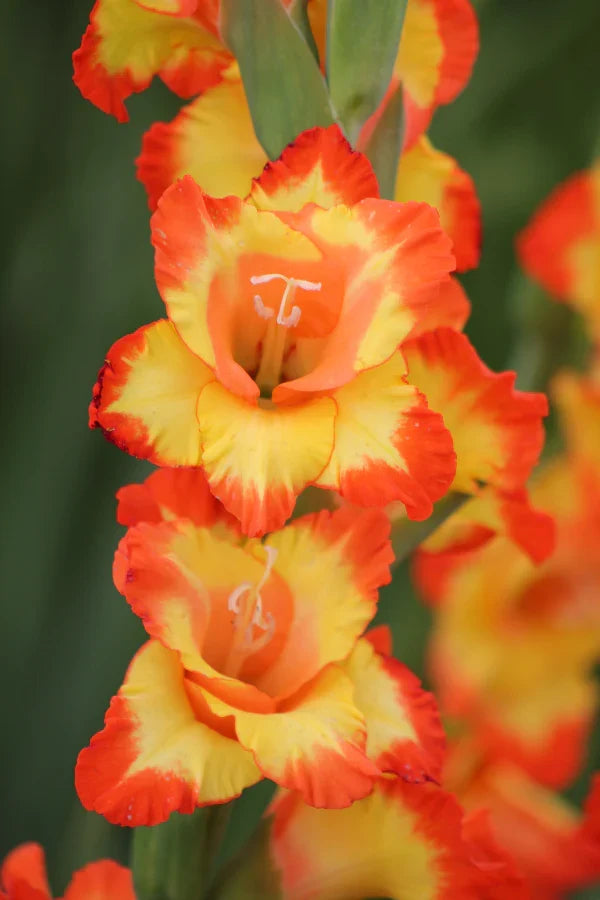Gladiolus Flower seeds for Planting Garden Favorite, Heirloom & GMO Free Seeds for Home Garden vegetable and garden seeds