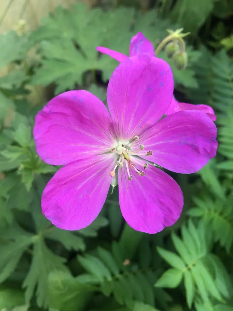 Oregon Geranium (Geranium oreganum) Cranesbill Purple Native Flower Herb Seeds