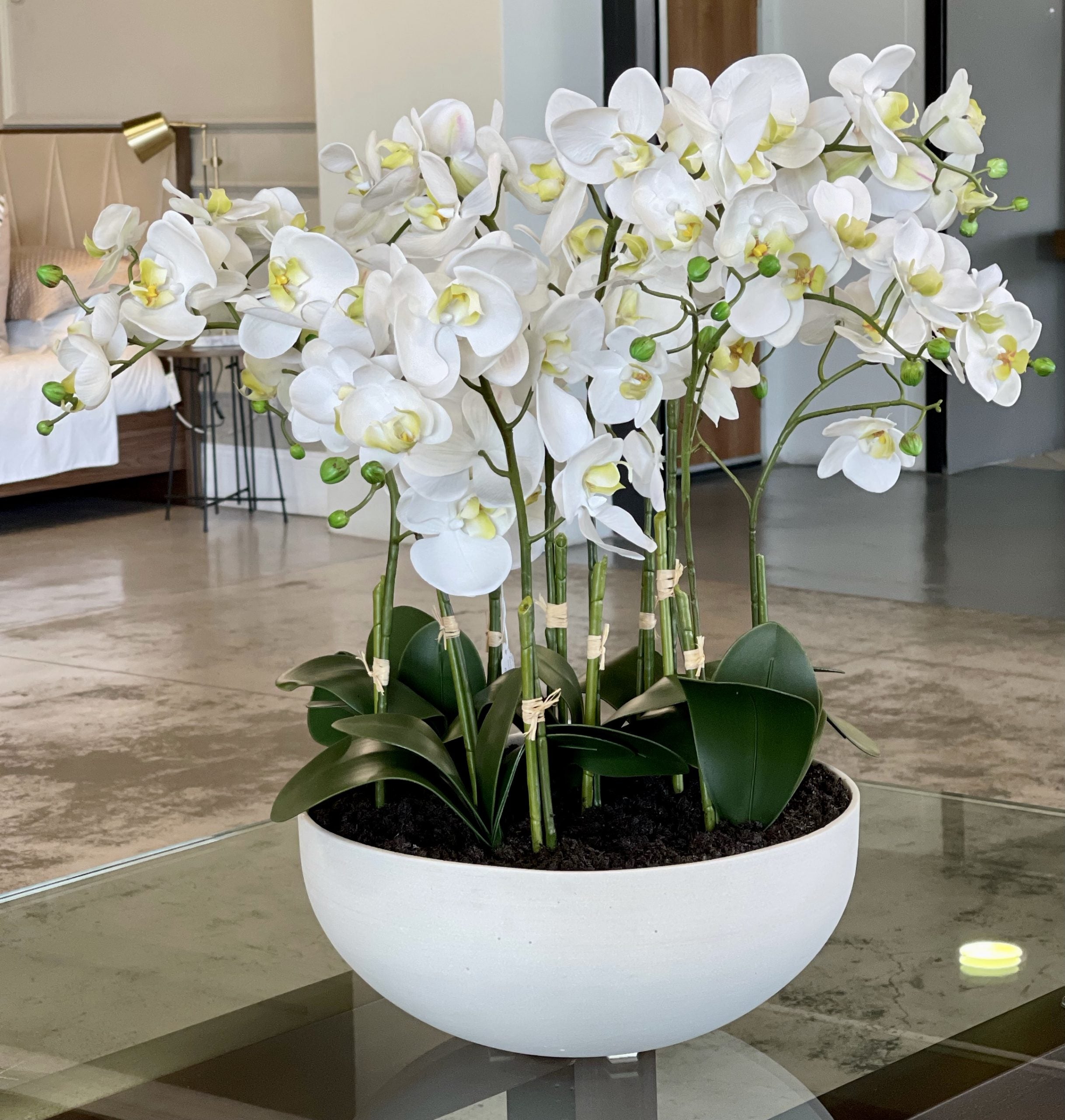 High quality Phalaenopsis Yellow White Flower seeds for Planting Bright Blooms, Heirloom & GMO Free Seeds for Home Garden seeds pack