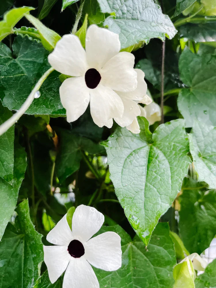 High quality White Thunbergia Flower seeds for Planting Bright Blooms, Heirloom & GMO Free Seeds for Home Garden seeds pack