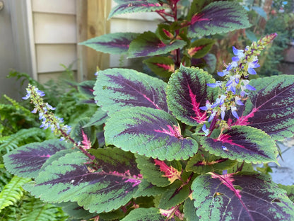 Coleus Flowering Flower seeds for Planting Cut Flower Favorite Heirloom & GMO Free Seeds for Home Garden