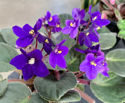 Heirloom Saintpaulia Flower seeds for Planting Cut Flower Favorite Heirloom & GMO Free Seeds for Home Garden