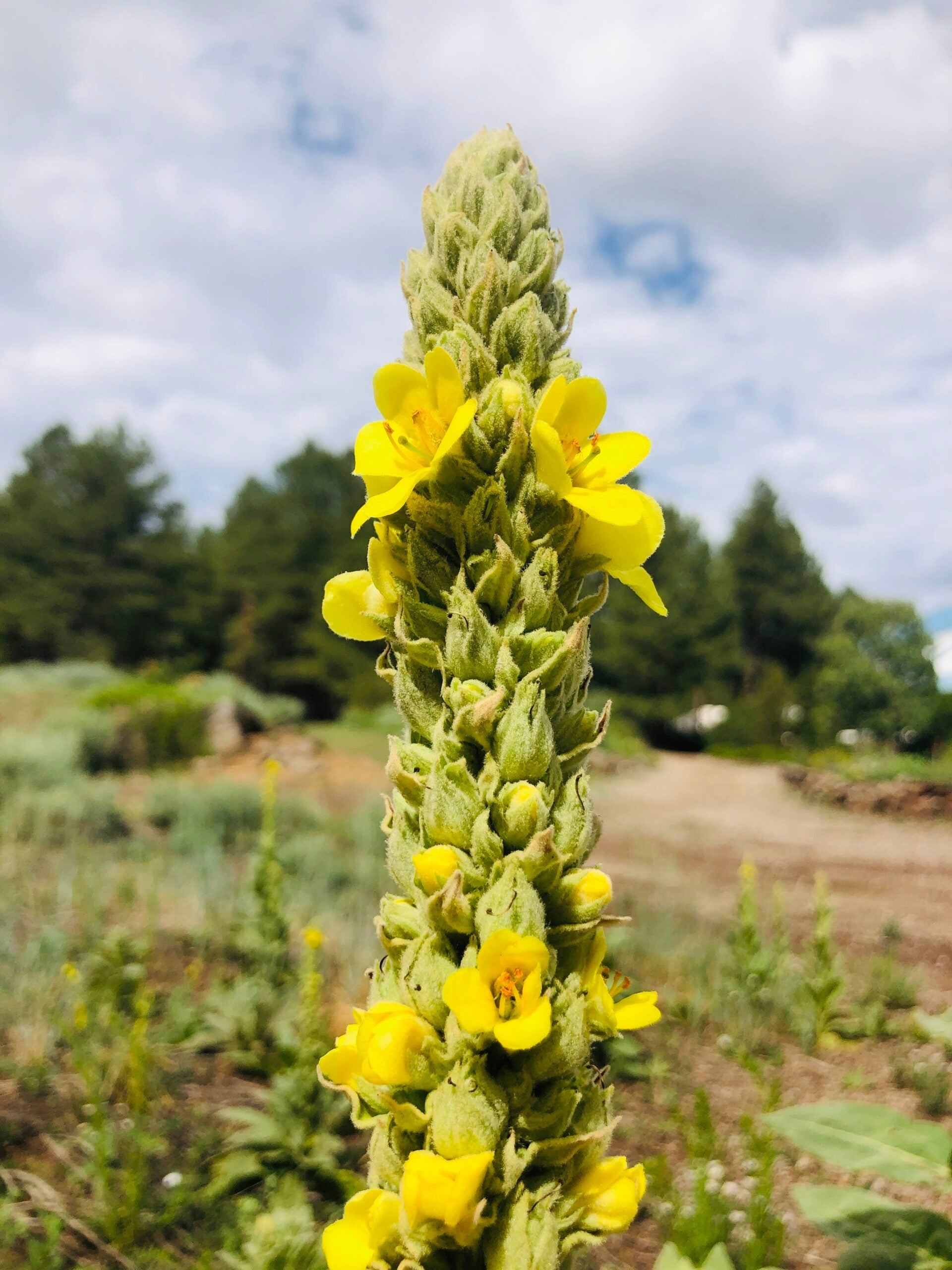 Yellow Verbascum Thapsus Flower seeds for Planting Seasonal Bloomer, Heirloom & GMO Free Seeds for Home Garden vegetable and garden seeds