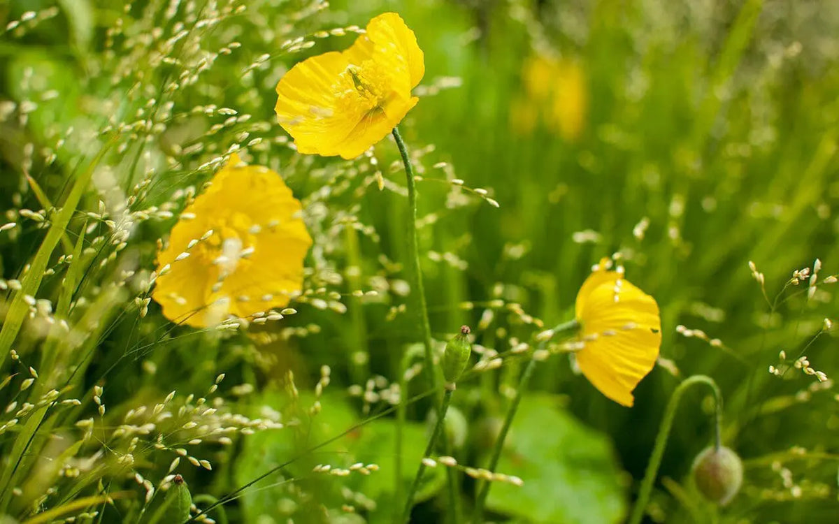 Meconopsis Cambrica Flower seeds for Planting Long Bloom Season Heirloom & GMO Free Seeds for Home Garden