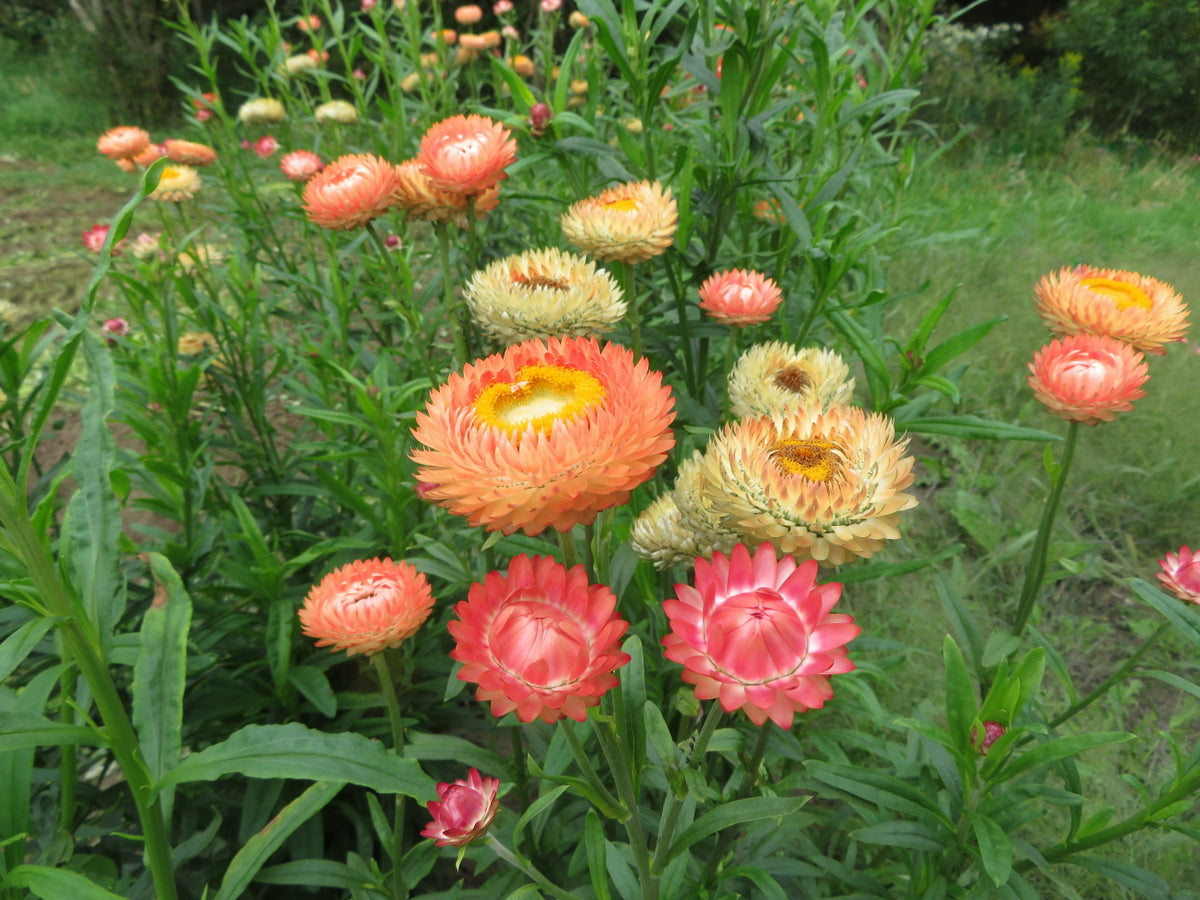 Heirloom StrawFlower seeds for Planting Sun Loving Heirloom & GMO Free Seeds for Home Garden