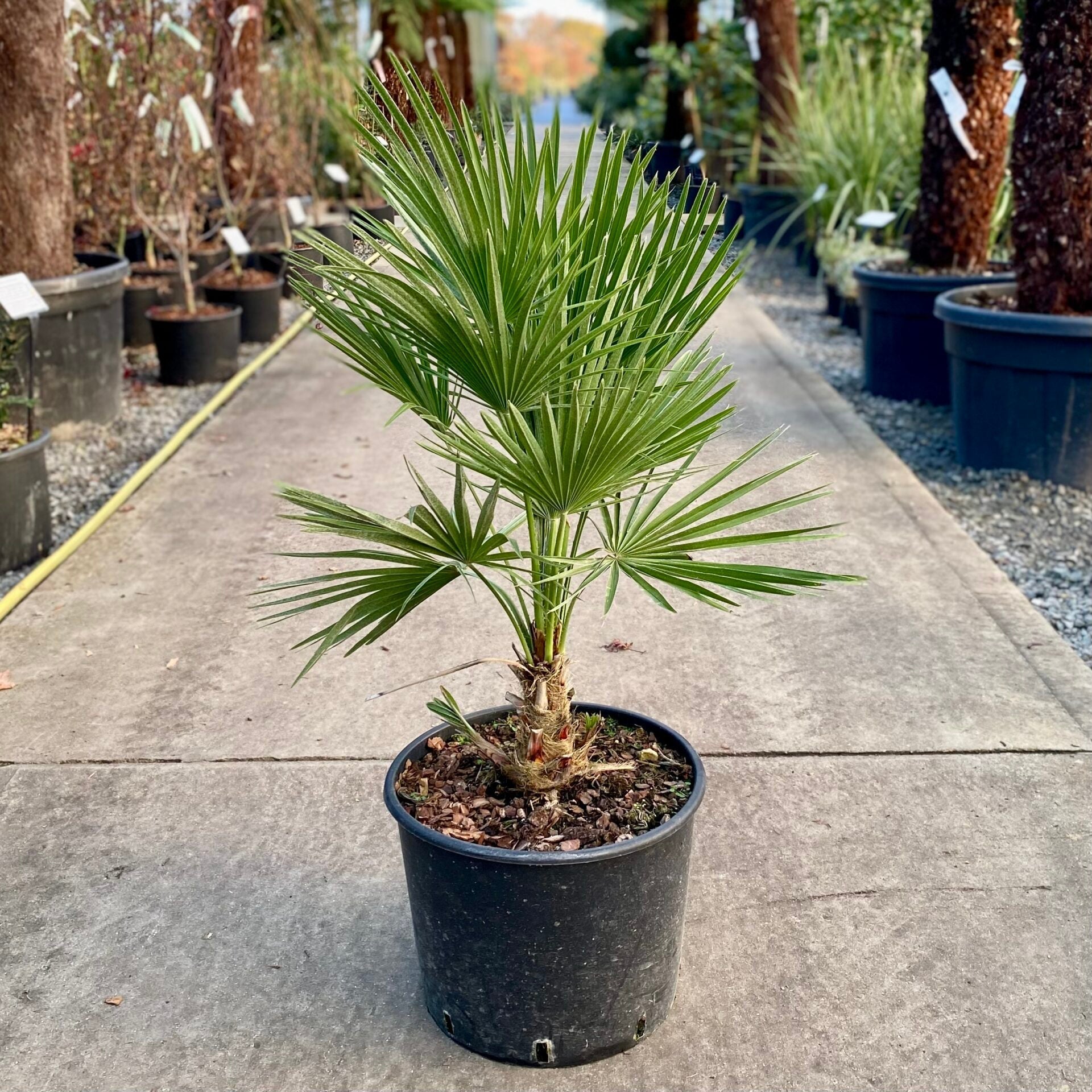 Chamaerops Humilis Tree Seeds For Planting
