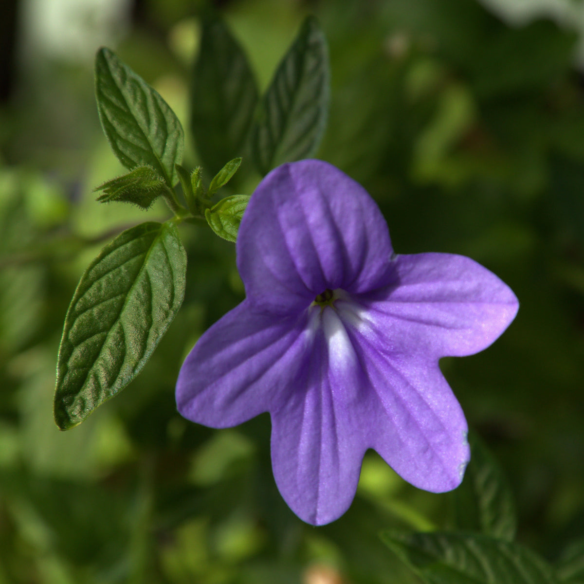 Heirloom Browallia Flower seeds for Planting Fragrant Blossoms Heirloom & GMO Free Seeds for Home Garden