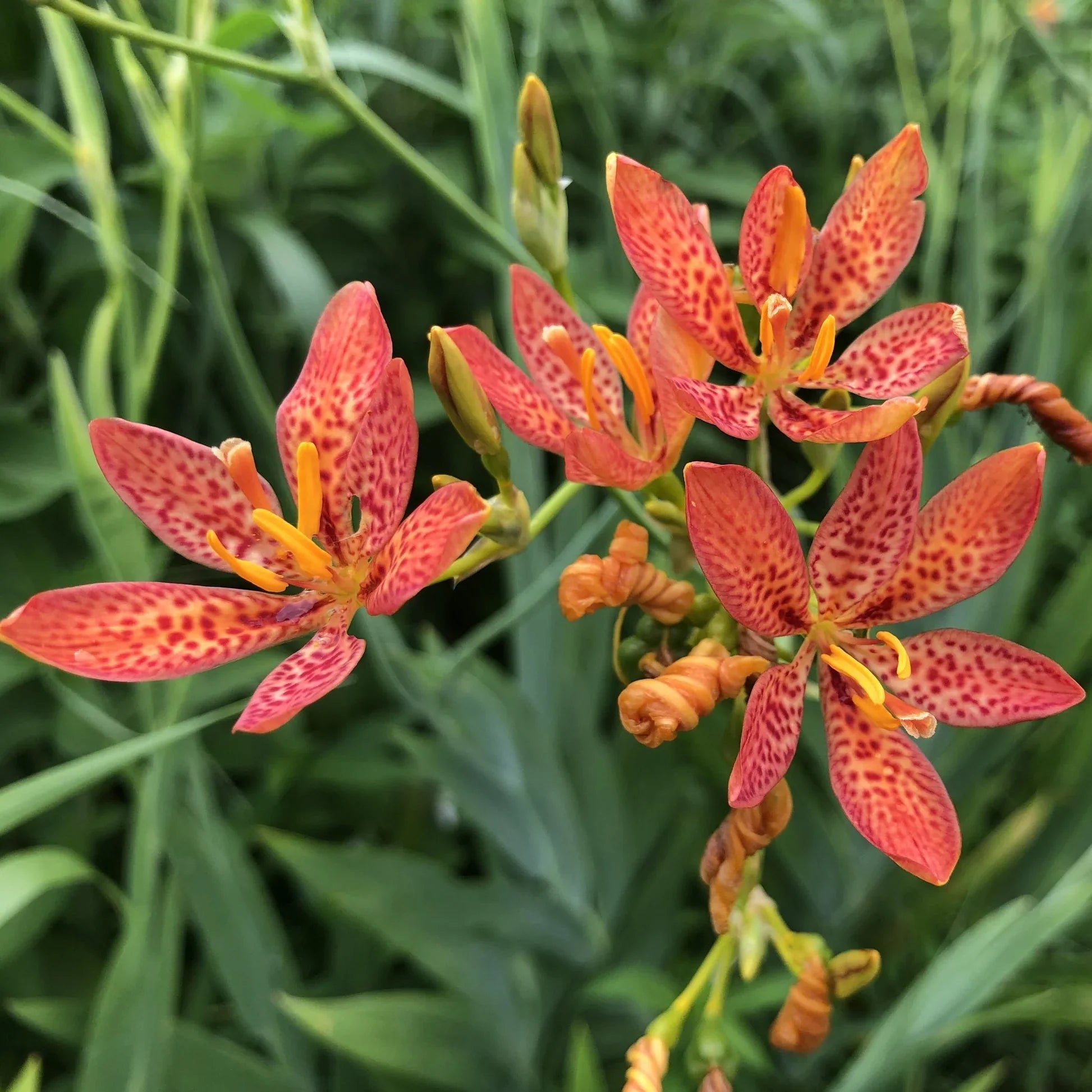Premium Red Leopard Flower seeds for Planting Low Maintenance, Heirloom & GMO Free Seeds for Home Garden seeds