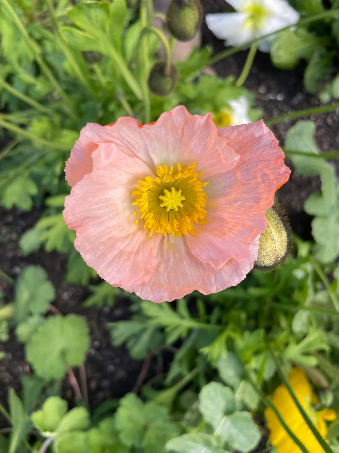 Pale Pink Iceland Flower seeds for Planting Cottage Garden Essential, Heirloom & GMO Free Seeds for Home Garden vegetable and garden seeds