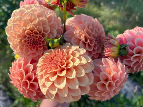Premium Butterscotch Dahlia Flower seeds for Planting Sun Loving, Heirloom & GMO Free Seeds for Home Garden seeds