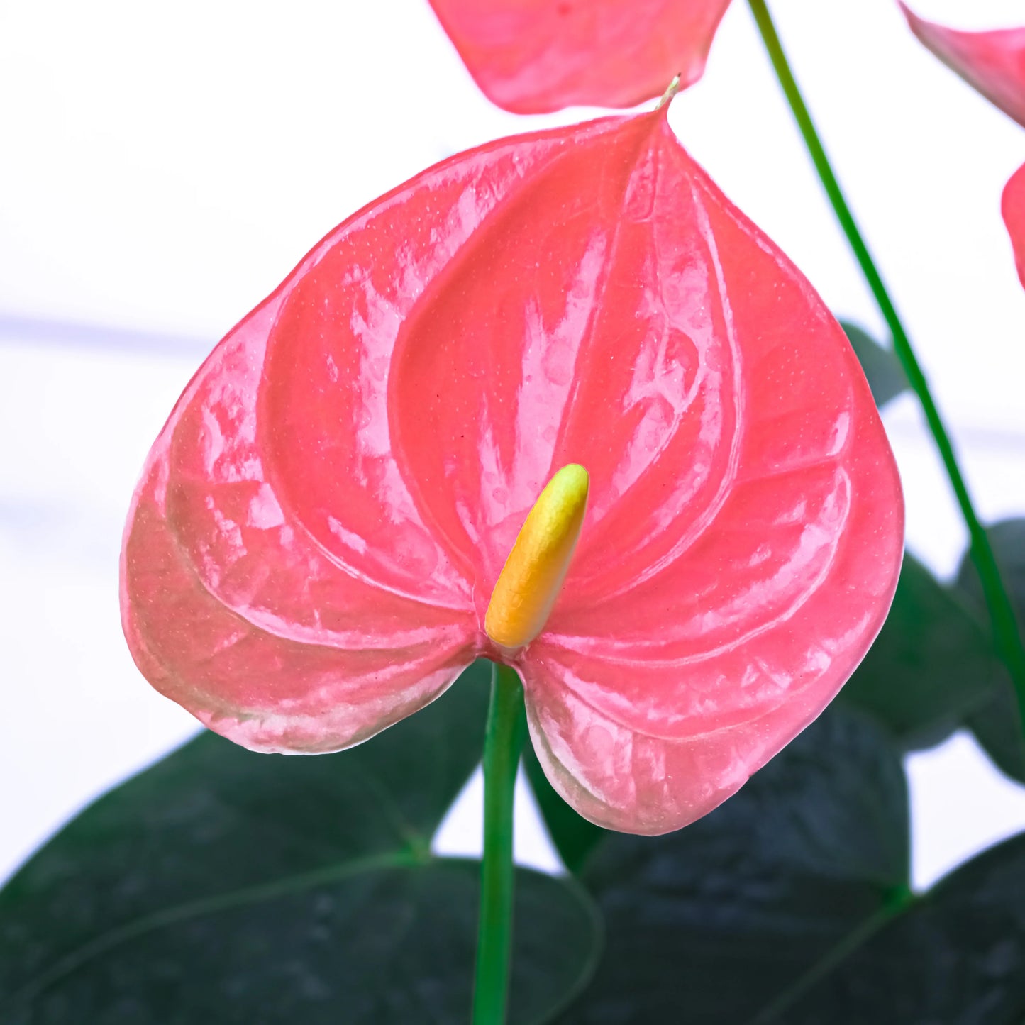 Pink Sky Blue Anthurium Flower seeds for Planting - Drought Tolerant, Heirloom & GMO Free Seeds for Home Garden