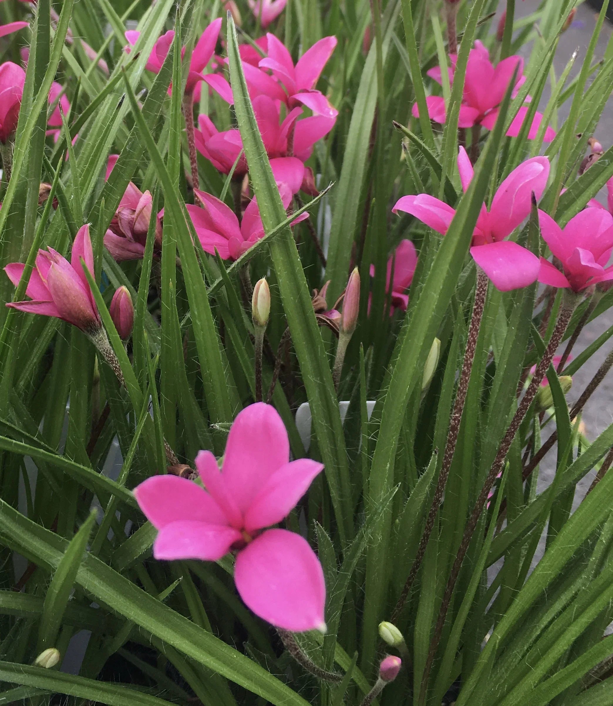 Rhodohypoxis Flower seeds for Planting Hardy Variety, Heirloom & GMO Free Seeds for Home Garden vegetable and garden seeds