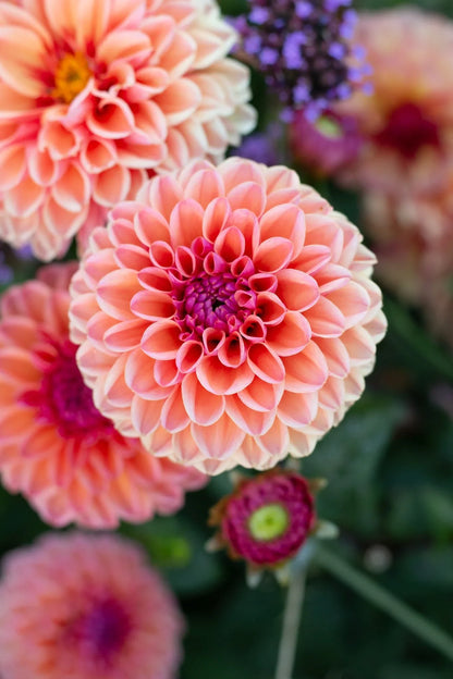 Heirloom Dahlia Flower seeds for Planting Vibrant Colors Heirloom & GMO Free Seeds for Home Garden