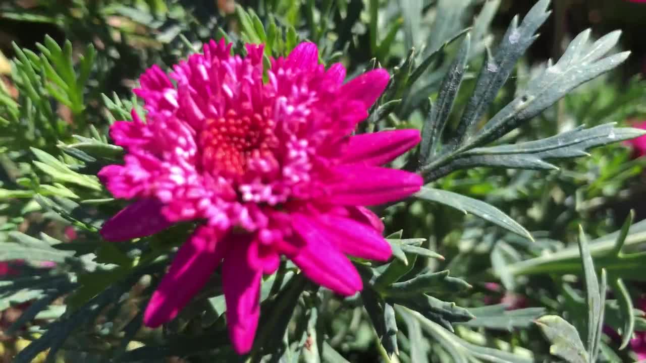 Heirloom Pink Argyranthemum Flower seeds for Planting Hardy Variety, Heirloom & GMO Free Seeds for Home Garden vegetable and garden seeds
