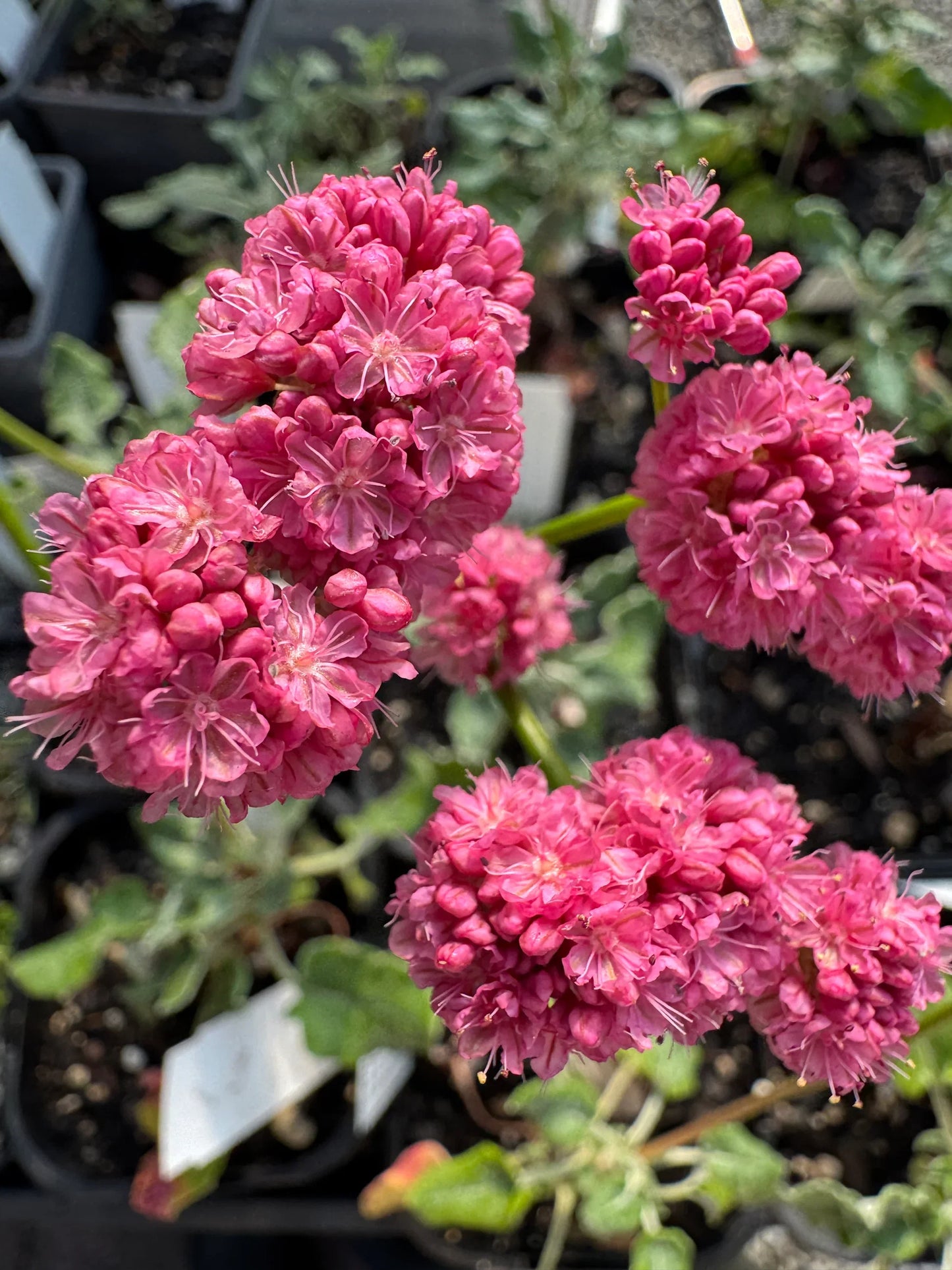 Eriogonum Grande Flower seeds for Planting, Pollinator Friendly Heirloom & GMO Free Seeds for Home Garden