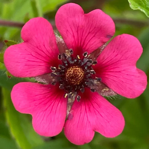 Pink Cinquefoil Flower seeds for Planting Hardy Variety, Heirloom & GMO Free Seeds for Home Garden seeds for planting