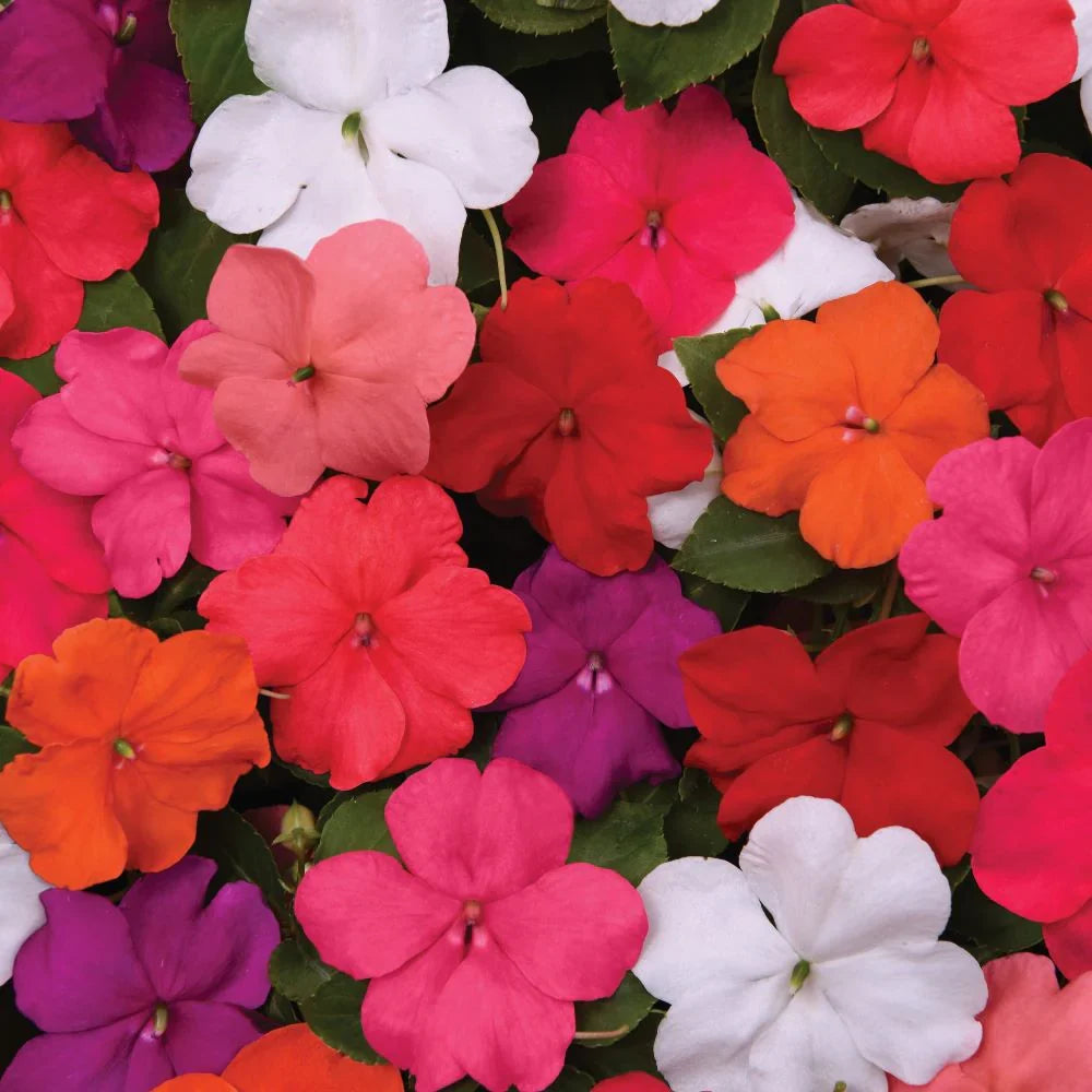 Impatiens Flower seeds for Planting Vibrant Colors, Heirloom & GMO Free Seeds for Home Garden vegetable and garden seeds