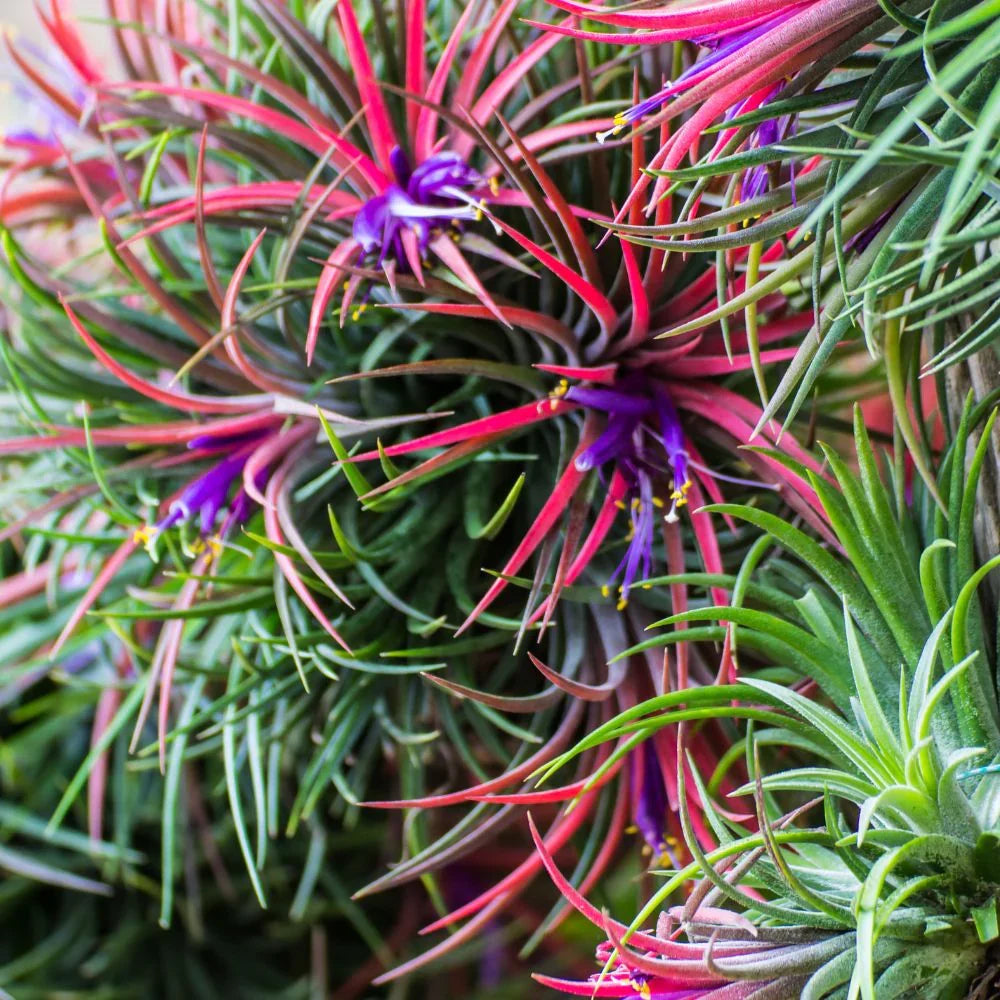 High quality Tillandsia Flower seeds for Planting Shade Tolerant, Heirloom & GMO Free Seeds for Home Garden seeds pack