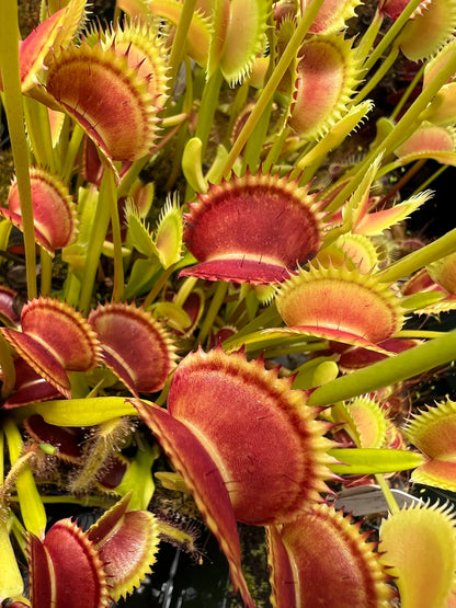 Red Catching Plant or Venus Fly Trap Insectivorous Flower seeds for Planting - Seasonal Bloomer, Heirloom & GMO Free Seeds for Home Garden