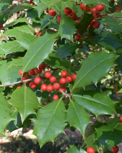 Red Ilex Opaca Planting Seeds - Seed Pack