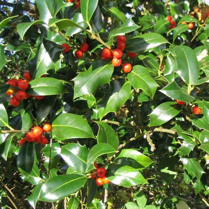 Holly Bush Plant Seeds & Planting Kit