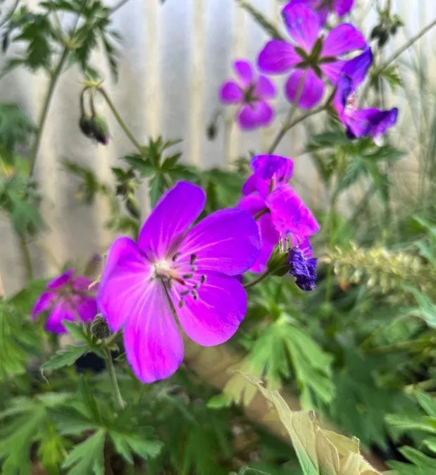 Oregon Geranium (Geranium oreganum) Cranesbill Purple Native Flower Herb Seeds