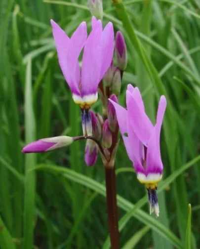 High quality Purple Dodecatheon Flower seeds for Planting Cut Flower Favorite, Heirloom & GMO Free Seeds for Home Garden seeds pack