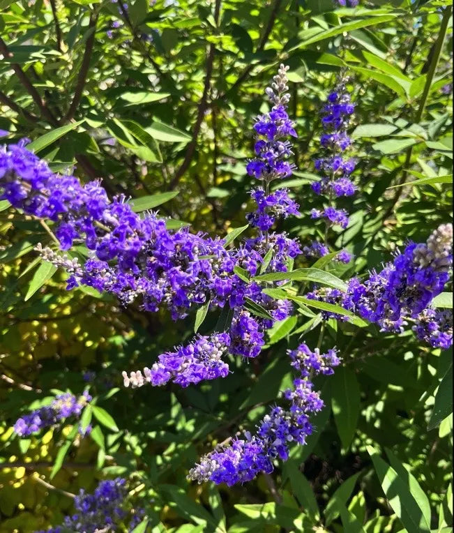 Vitex Agnus Flower seeds for Planting Vibrant Colors, Heirloom & GMO Free Seeds for Home Garden vegetable and garden seeds