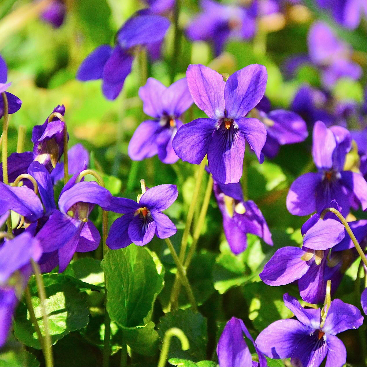 Viola Charlotte Flower seeds for Planting Seasonal Bloomer Heirloom & GMO Free Seeds for Home Garden