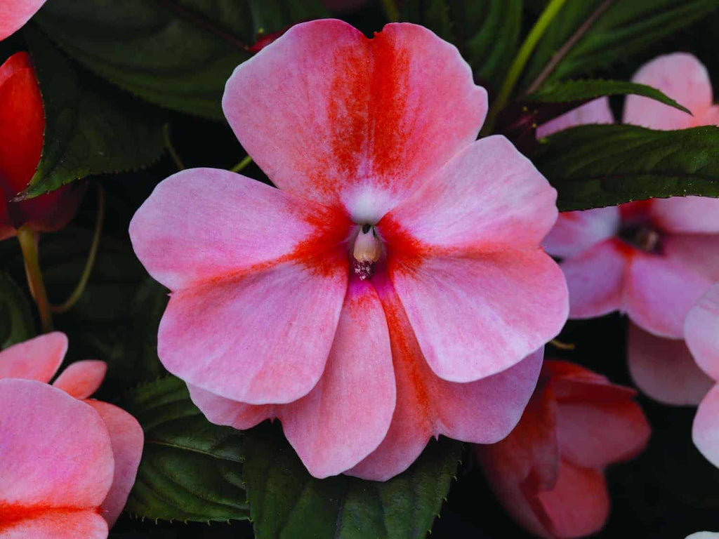 Florific Flower seeds for Planting Low Maintenance, Heirloom & GMO Free Seeds for Home Garden vegetable and garden seeds