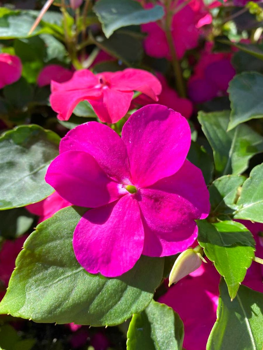 Impatiens Carousel Flower seeds for Planting Shade Tolerant Heirloom & GMO Free Seeds for Home Garden