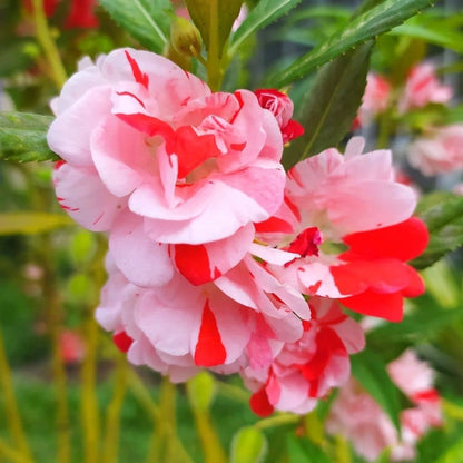 Impatiens Balsamina Seeds for Gardening