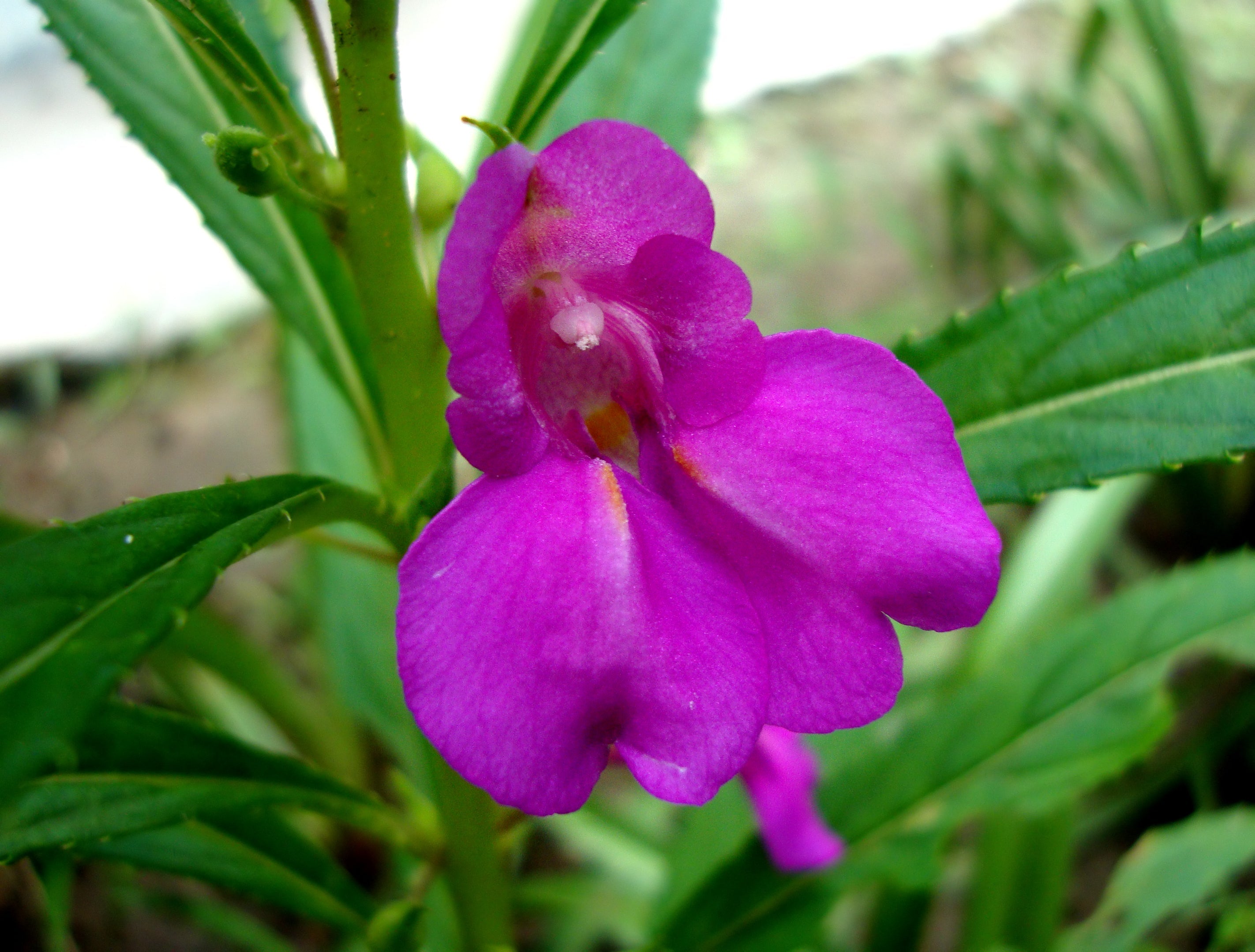 High quality Violet Balsamine Flower seeds for Planting Hardy Variety, Heirloom & GMO Free Seeds for Home Garden seeds pack
