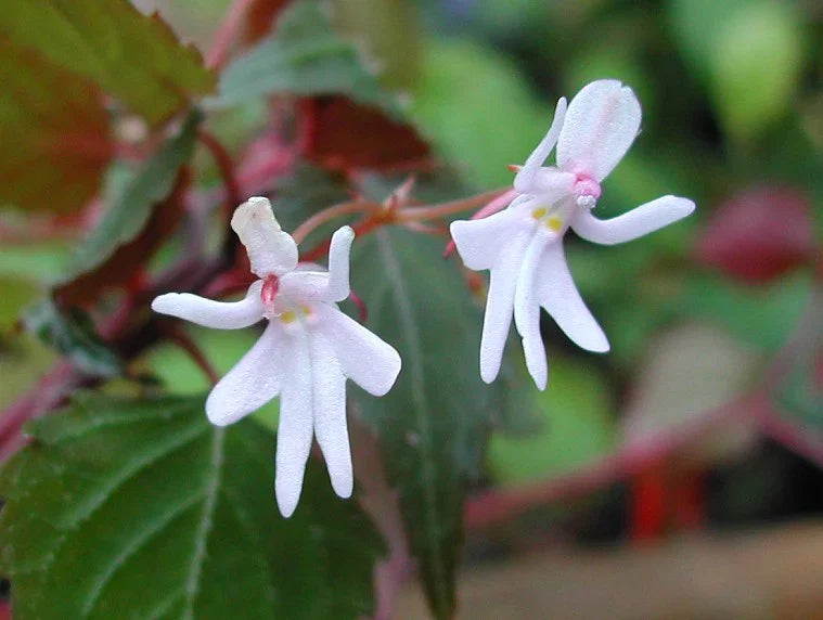 Impatiens Bequaertii Flower seeds for Planting Fragrant Blossoms Heirloom & GMO Free Seeds for Home Garden