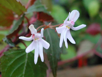 Impatiens Bequaertii Flower seeds for Planting Fragrant Blossoms Heirloom & GMO Free Seeds for Home Garden
