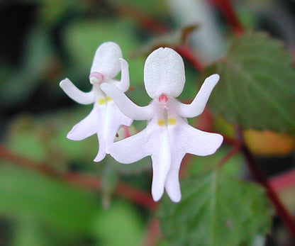 Impatiens Bequaertii Flower seeds for Planting Fragrant Blossoms Heirloom & GMO Free Seeds for Home Garden