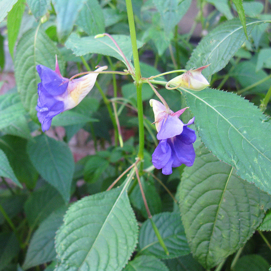 Blue Impatiens Flower seeds for Planting Sun Loving, Heirloom & GMO Free Seeds for Home Garden vegetable and garden seeds