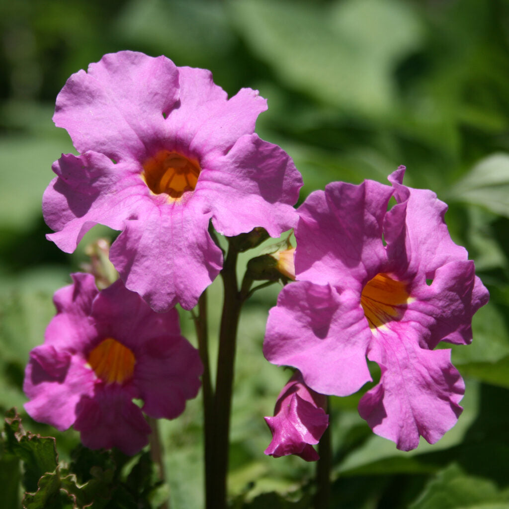 High quality Incarvilla Flower seeds for Planting Vibrant Colors, Heirloom & GMO Free Seeds for Home Garden seeds pack