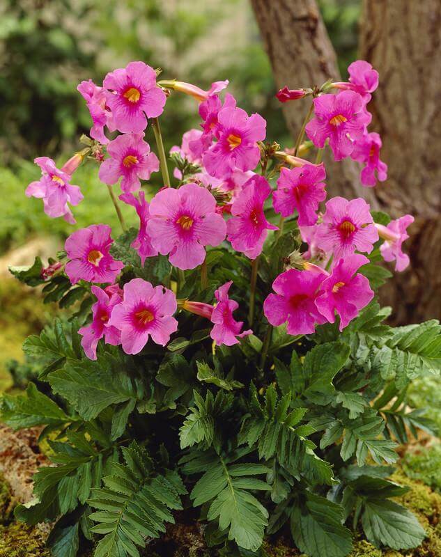 Dark Pink Fern Flower seeds for Planting - Compact Growth, Heirloom & GMO Free Seeds for Home Garden