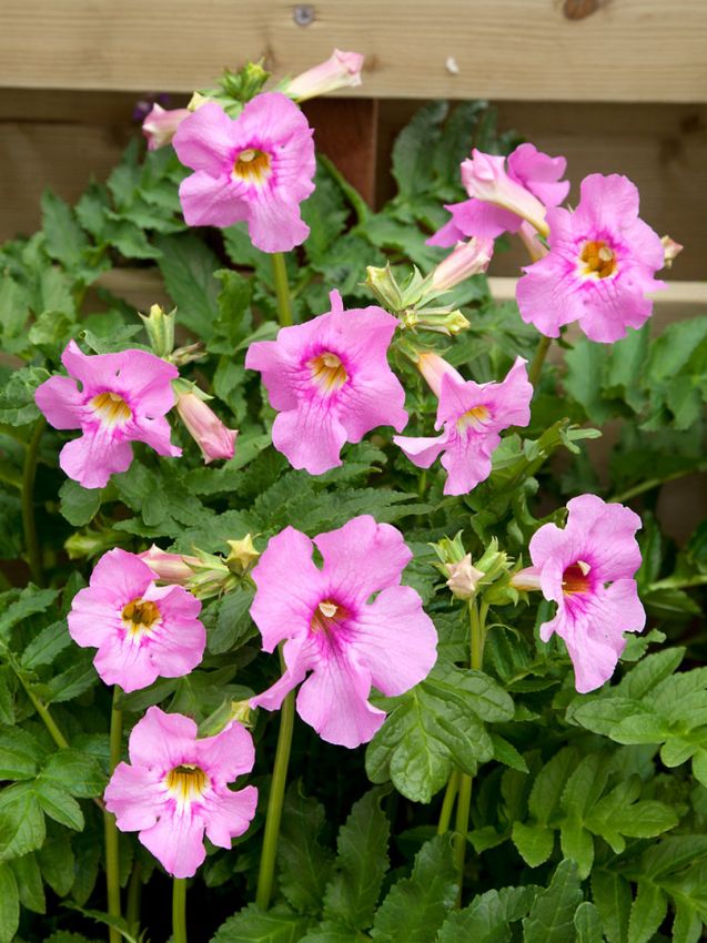 High quality Pink Incarvillea Flower seeds for Planting Low Maintenance, Heirloom & GMO Free Seeds for Home Garden seeds pack