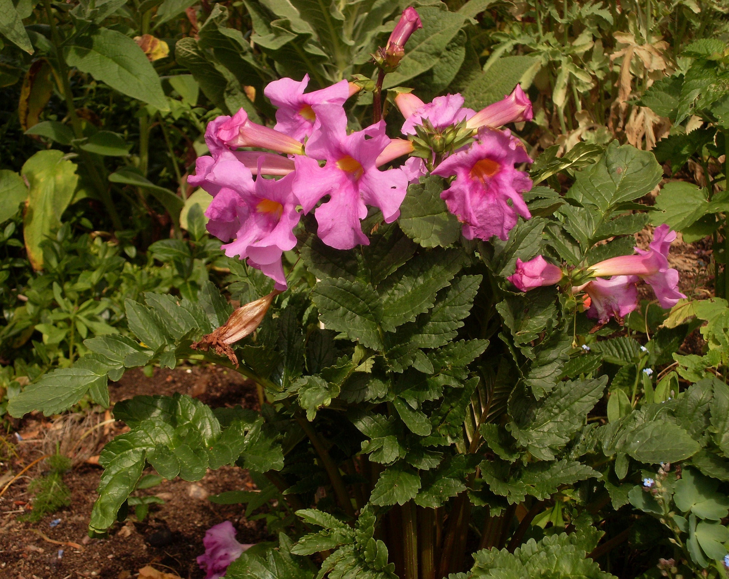 Premium Pink Incarvillea Flower seeds for Planting Low Maintenance, Heirloom & GMO Free Seeds for Home Garden seeds