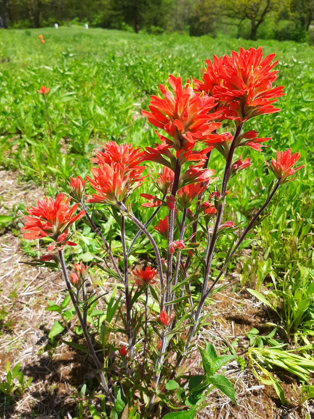 Castilleja Flower seeds for Planting Seasonal Bloomer, Heirloom & GMO Free Seeds for Home Garden vegetable and garden seeds