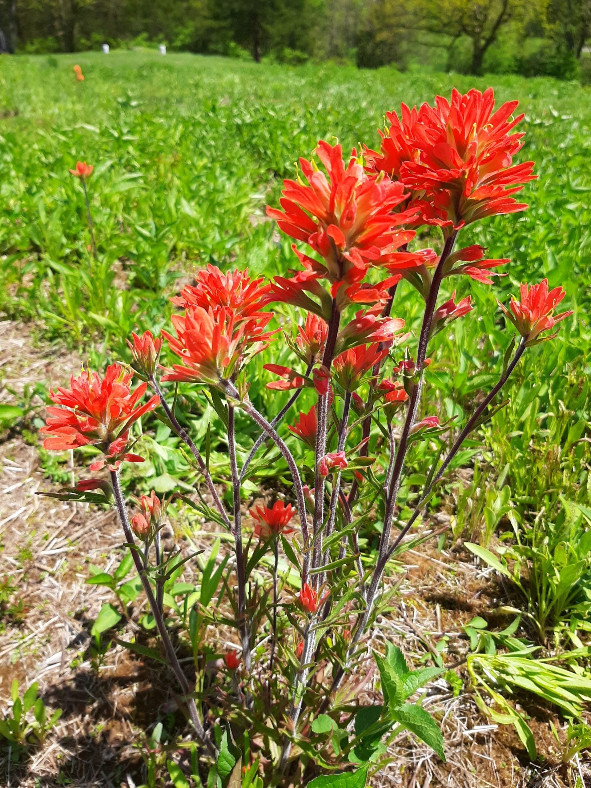 Castilleja Flower seeds for Planting Seasonal Bloomer, Heirloom & GMO Free Seeds for Home Garden vegetable and garden seeds
