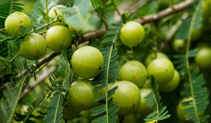Gooseberry Seeds Planting Guide