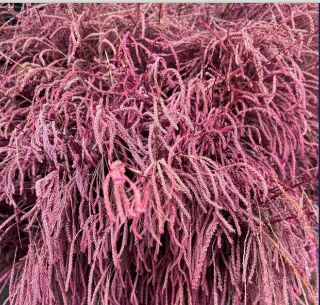 Premium Violet Lepismium Flower seeds for Planting Hardy Variety, Heirloom & GMO Free Seeds for Home Garden seeds