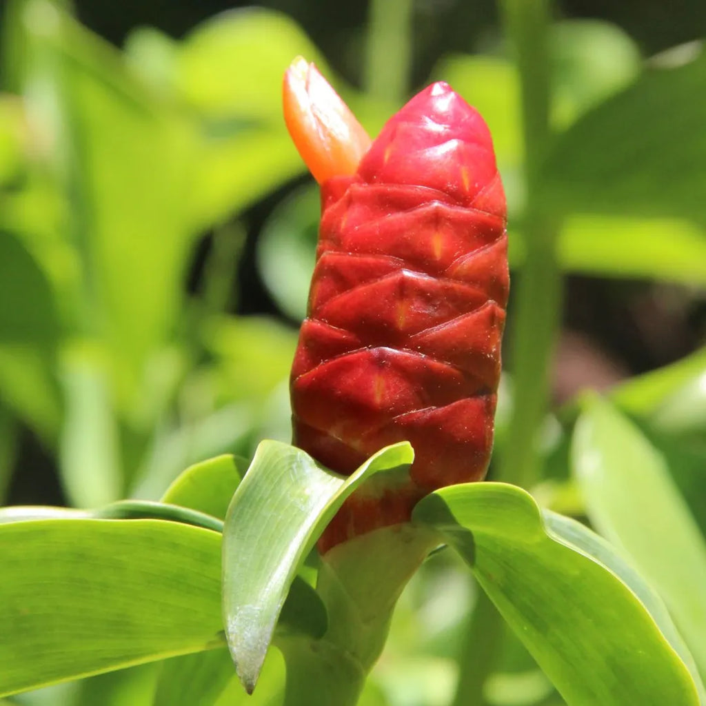 Orange Costus Flower seeds for Planting Premium Quality, Heirloom & GMO Free Seeds for Home Garden vegetable and garden seeds
