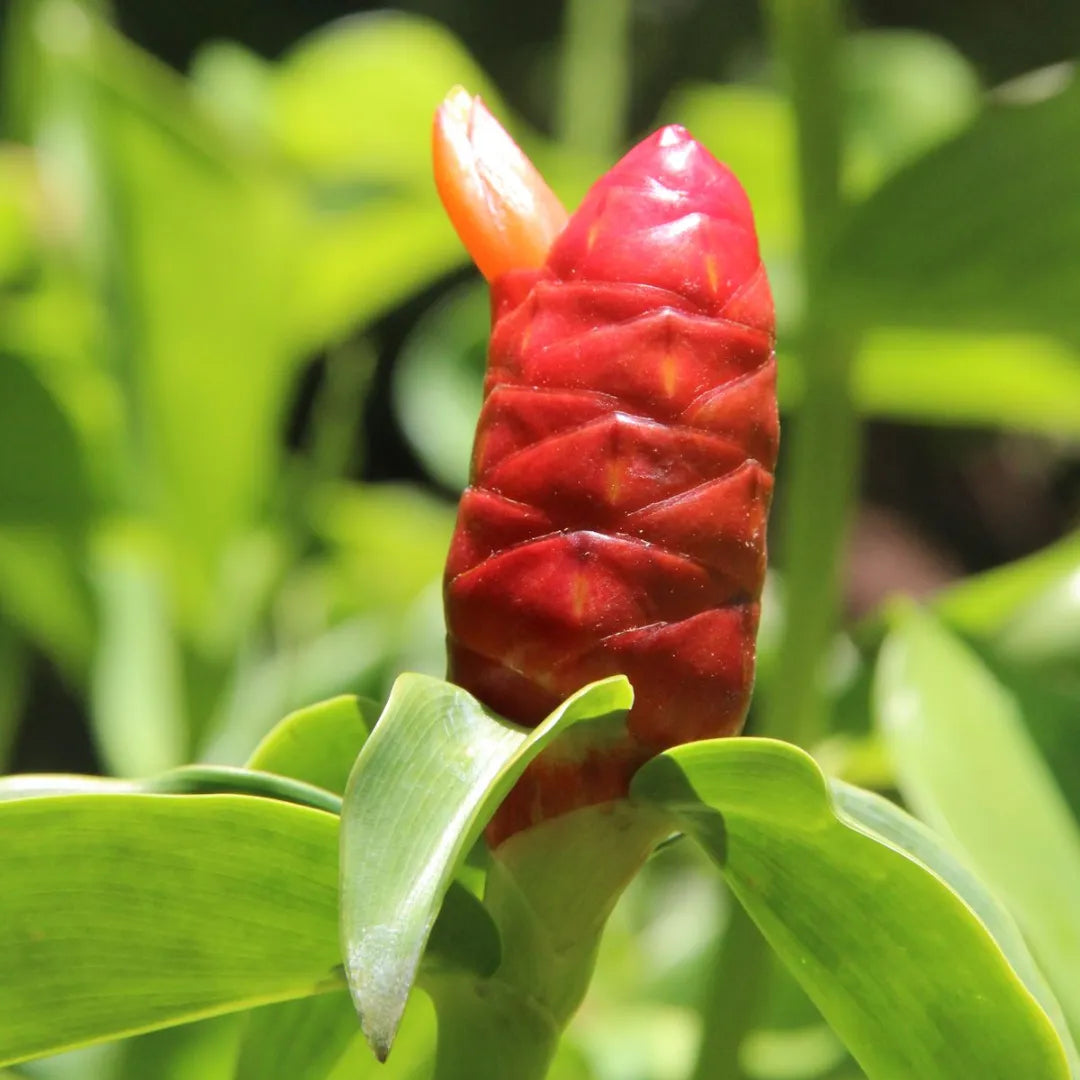 Orange Costus Flower seeds for Planting Premium Quality, Heirloom & GMO Free Seeds for Home Garden vegetable and garden seeds